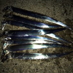 タチウオ好調‼︎