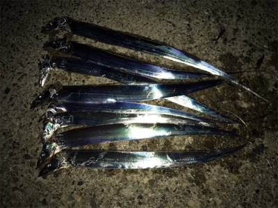 タチウオ好調‼︎