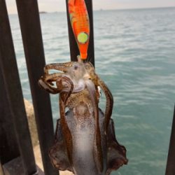 アオリとケンサキ