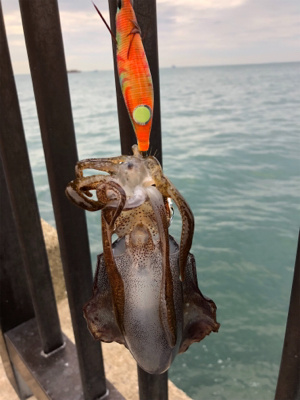 アオリとケンサキ