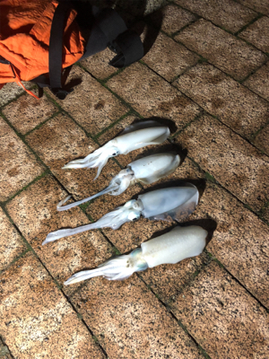 今シーズン初のエギング