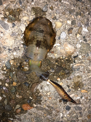 早く大きくなって