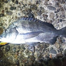 辰巳でタチウオとチヌ