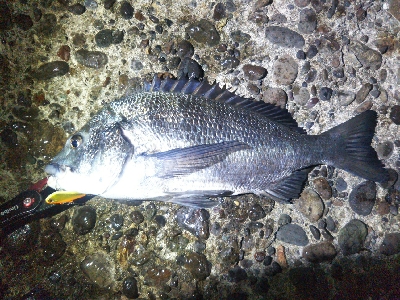 辰巳でタチウオとチヌ