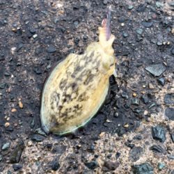 買い物帰りに短時間釣行