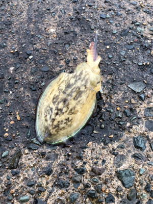 買い物帰りに短時間釣行