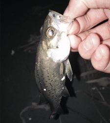 暇つぶしのライトゲーム