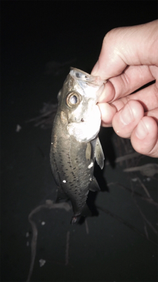 暇つぶしのライトゲーム