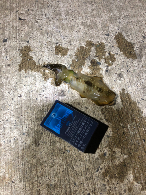 秋イカ新子調査