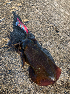 男鹿半島椿港アオリイカエギング