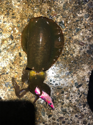 夜釣りもたーのし〜(●￣ω￣●)ﾉ