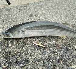 2018年9月13日釣行in箱崎ふ頭