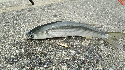 2018年9月13日釣行in箱崎ふ頭