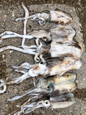 秋イカとカマス