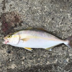 カンパリ（カンパチ）