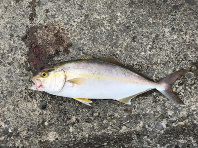 カンパリ（カンパチ）