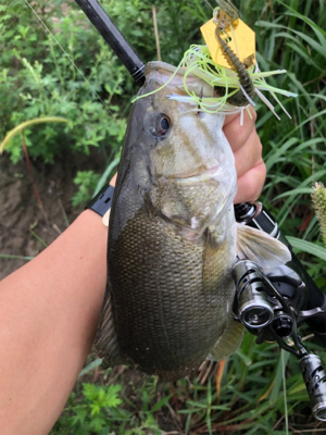 夕まずめに淀川♪