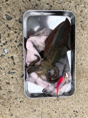 アオリイカ エギング