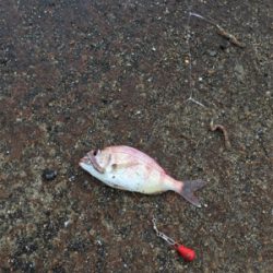 カワハギはどこへ