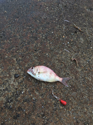 カワハギはどこへ