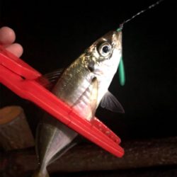 濁りまくりアジング