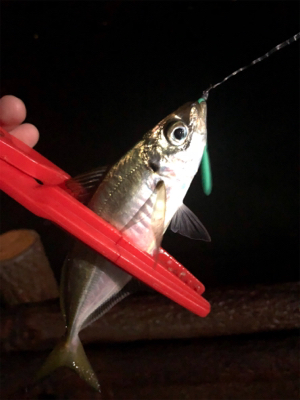 濁りまくりアジング