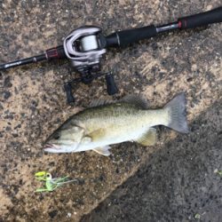 3日連続の淀川！