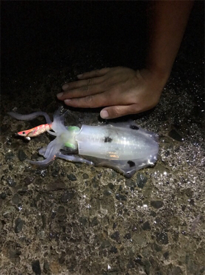 久しぶりにエギング