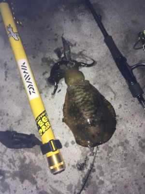 まだまだ小さい