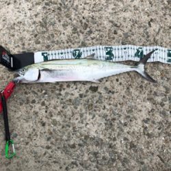 この後時期。いつもなら…