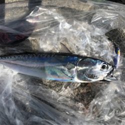 日中ショアジギング