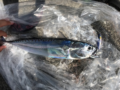 日中ショアジギング