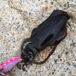 シンコ釣れだす