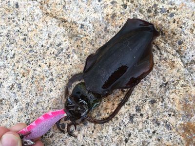 シンコ釣れだす