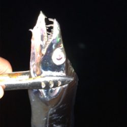 ビンビン太刀魚