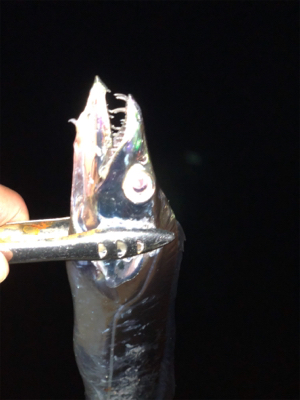 ビンビン太刀魚