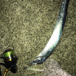 タチウオワインド好調だがサイズは小ぶり