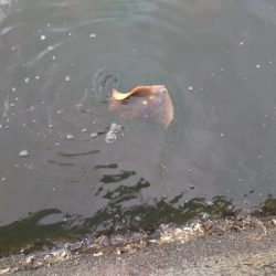 ツバスと思いきや…