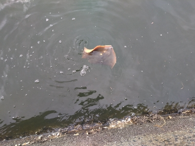 ツバスと思いきや…