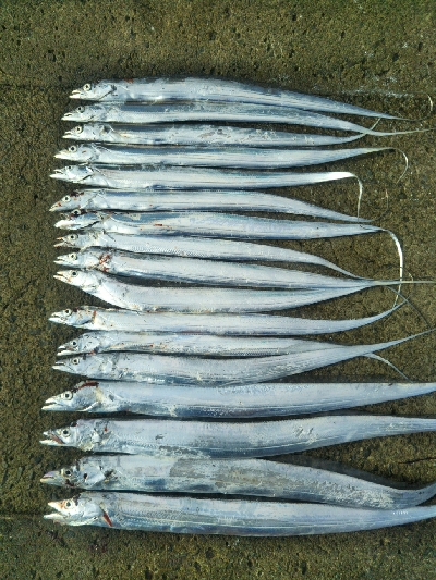 空港裏でタチウオ