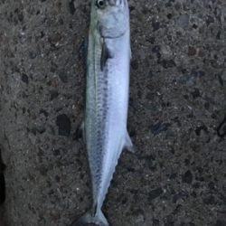 サゴシとサバ(T . T)