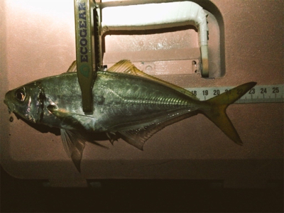 ライトゲームいいシーズンです