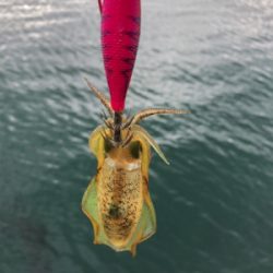 秋イカを求めて