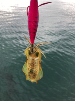 秋イカを求めて