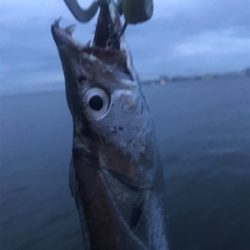 太刀魚@神戸港♫