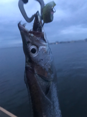 太刀魚@神戸港♫