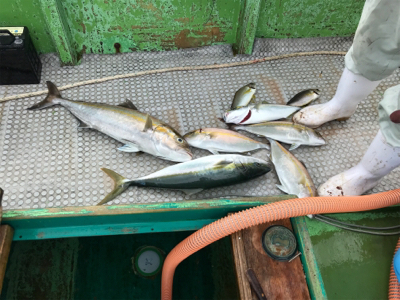 孝洋丸 落とし込み