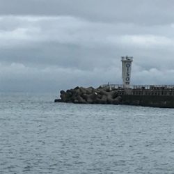 大磯港でサビキ釣り