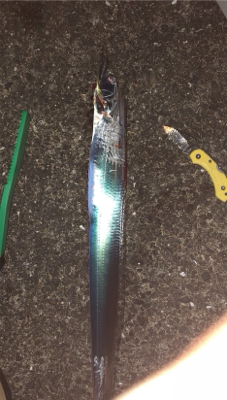 チヌまで釣れて満足