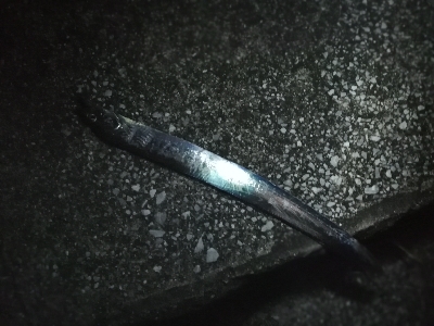 子供と一緒にジグサビキ